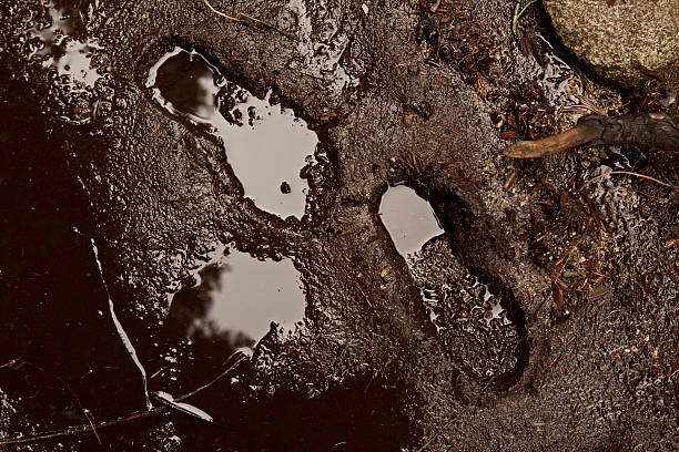 Mud Footprints in the mud. mud stock pictures, royalty-free photos & images