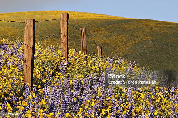 Southern California Łonie Natury - zdjęcia stockowe i więcej obrazów Bez ludzi - Bez ludzi, Czas, Dziki kwiat