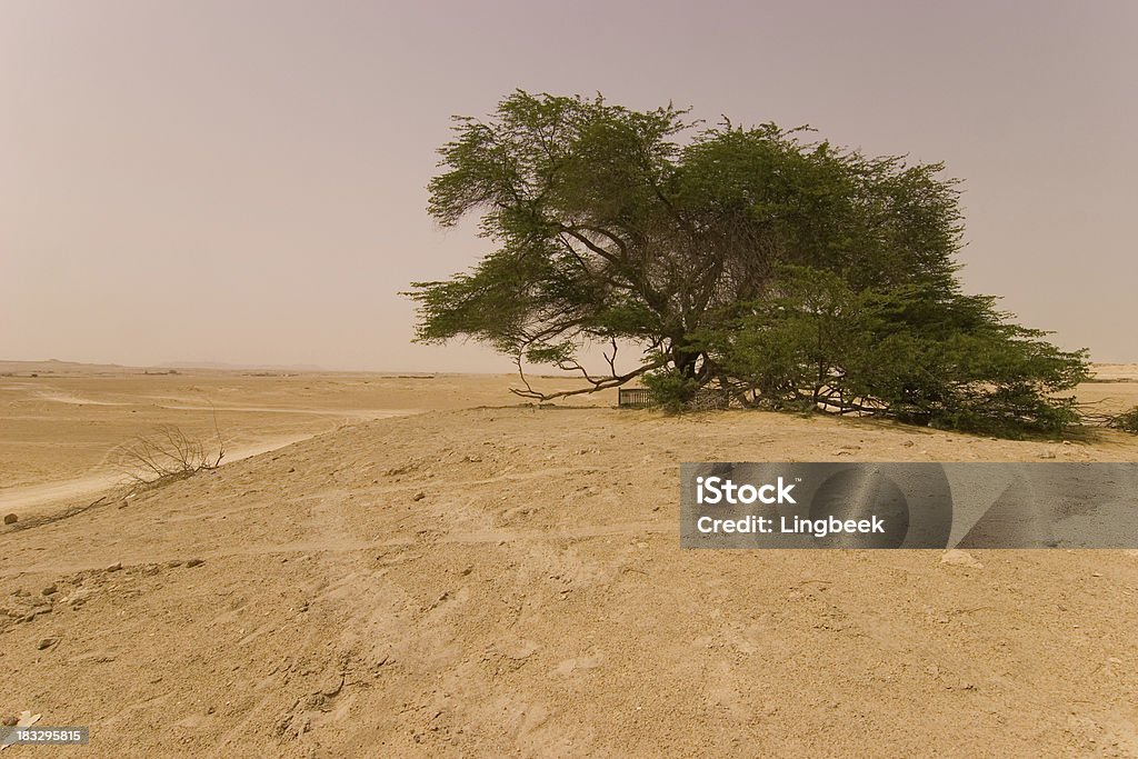 Bahrain tree of life Bahrain tree of life. A single over 100 year old tree is located in the middle of the seaert. It is a natural wonder as it almost never rains at this place and there is no water around to support the life of more trees around it. Arid Climate Stock Photo