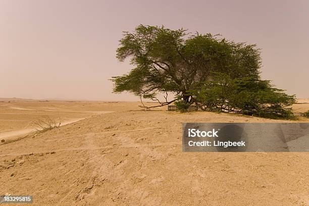 Bahrain Tree Of Life Stock Photo - Download Image Now - Arid Climate, Awe, Bahrain