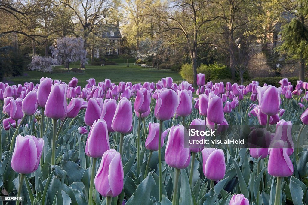 Tulipe le jardin - Photo de Printemps libre de droits