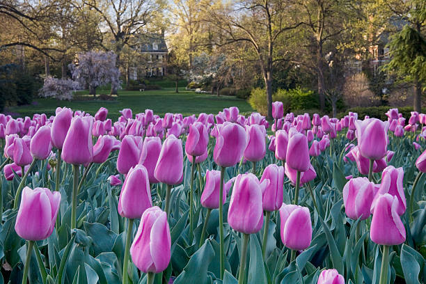 Tulip Garden stock photo