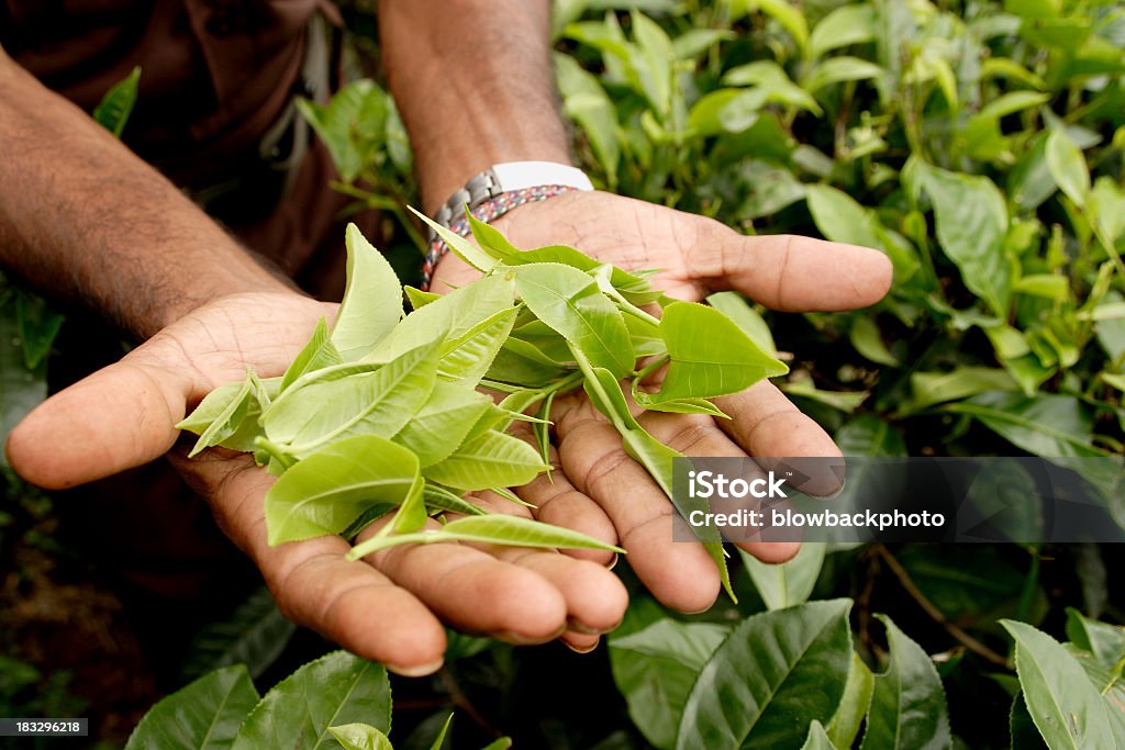 Sri Lanka: Verde Folhas de Chá - Royalty-free Chá branco Foto de stock