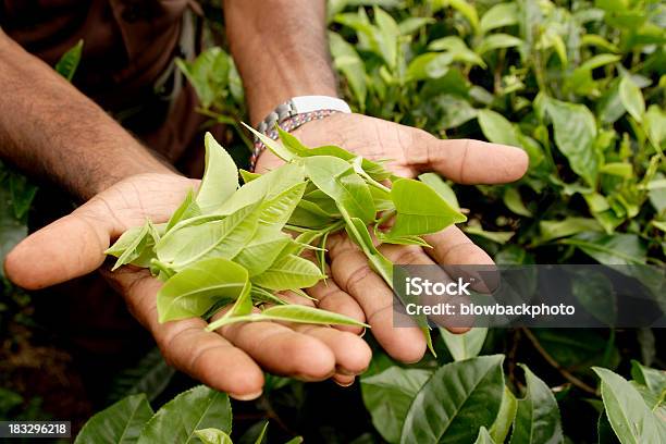 Sri Lanka Verde Folhas De Chá - Fotografias de stock e mais imagens de Chá branco - Chá branco, Apanha, Folha