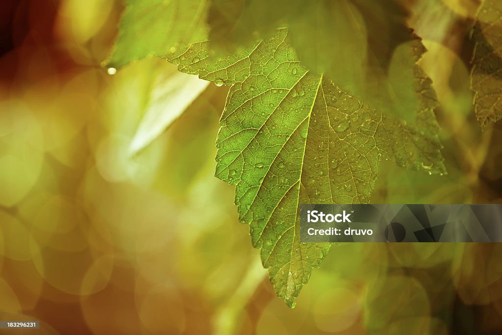 Close-up of green leafs fresca - Foto de stock de Abstracto libre de derechos