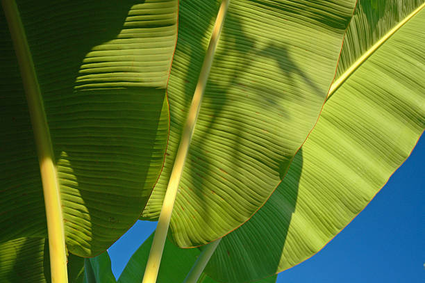 バナナ植物の葉 ストックフォト