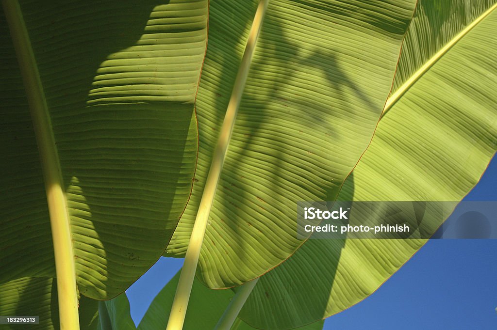 Banana folhas de - Royalty-free Céu Foto de stock