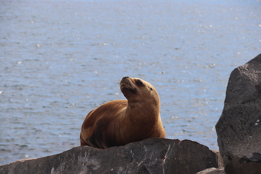 a sea lion on the coast of southern Argentina