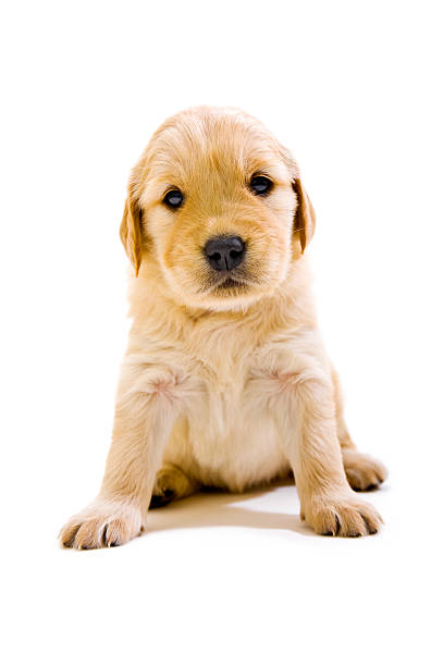 istock Golden retriever puppy 183296704