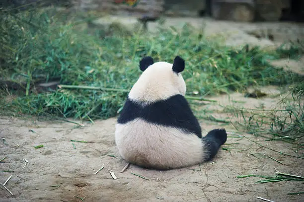 "A sad panda sitting on the ground at the Beijing Zoo, China"