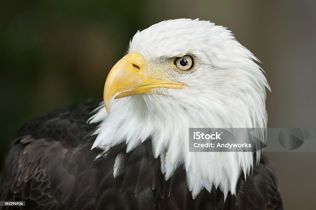 Bela Bald Eagle (Haliaeetus leucocephalus - Foto de stock de Animal royalty-free