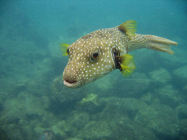 istock Puffer Fish Swimming in Hawaii 183296928