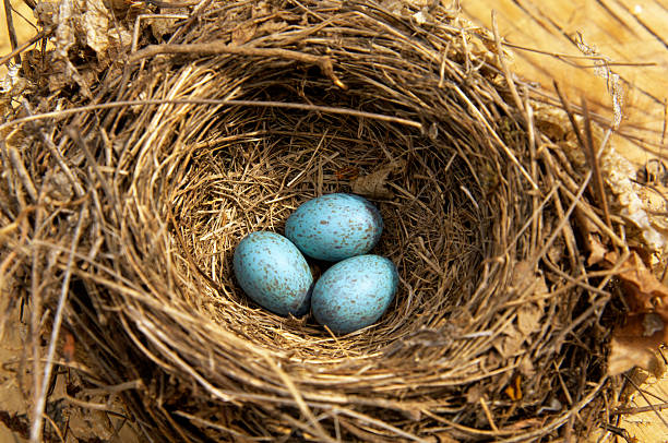 연두빛 - dependency animal nest robin bird 뉴스 사진 이미지