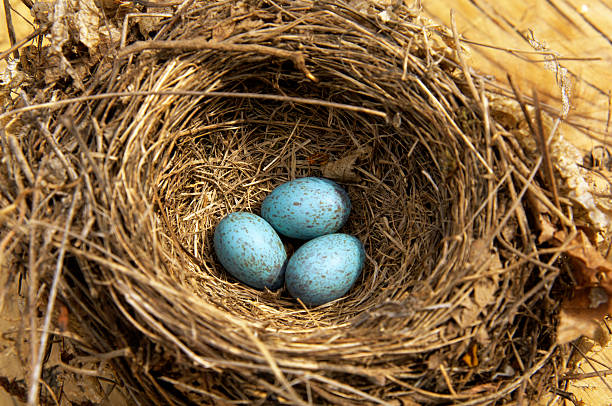 весна - dependency animal nest robin bird стоковые фото и изображения