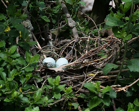 Green Heron bird eggs on the nest in a tree with leaves foreground and background in their environment and habitat surrounding.
