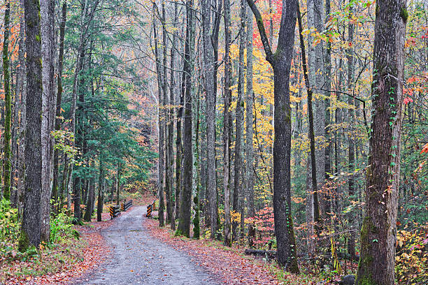 "smoky góra jesień drogi serii" - gatlinburg road winding road tennessee zdjęcia i obrazy z banku zdjęć