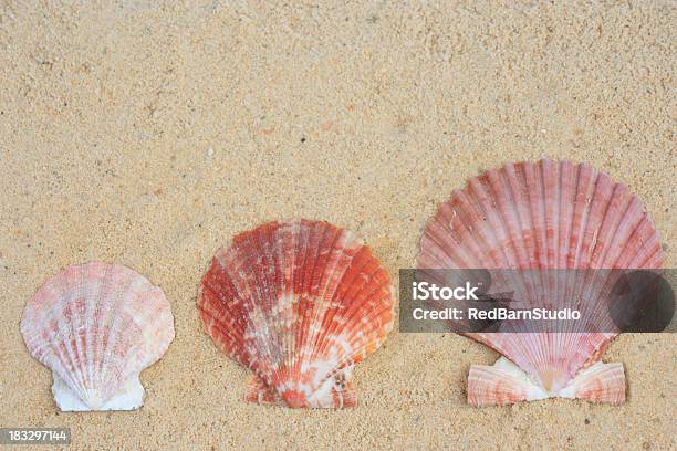 Oyster Shells Stock Photo - Download Image Now - Animal, Animal Shell, Beach