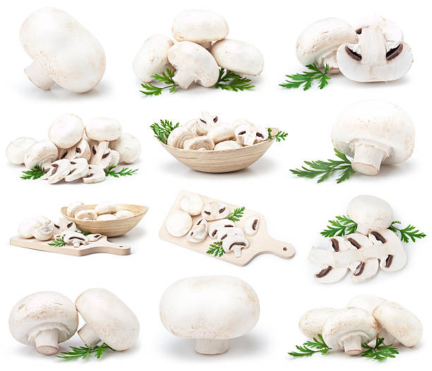 funghi bianco - edible mushroom white mushroom isolated white foto e immagini stock