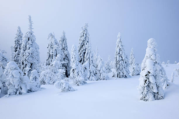 istock Wild Winter Landscape with Snow Covered Spruce Trees 183297297