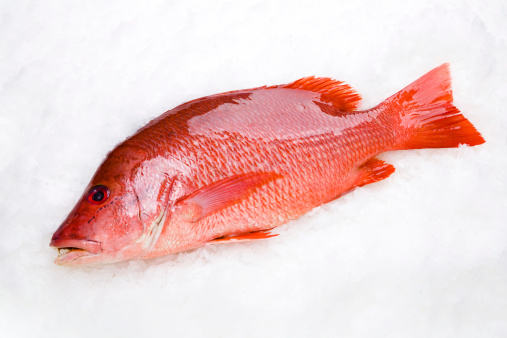 Red Snapper