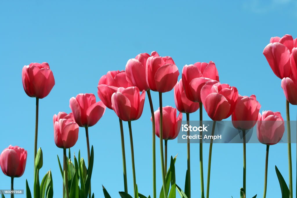 Tulipas em um céu azul 2 - Foto de stock de Agricultura royalty-free