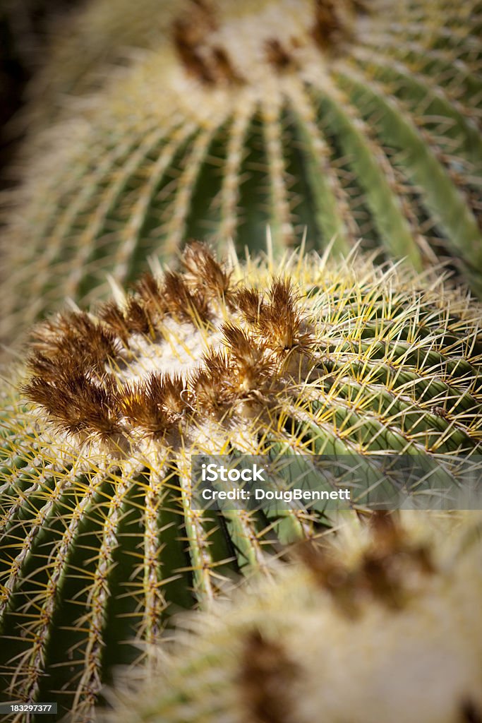 Cacto Barril Dourado - Foto de stock de Arizona royalty-free