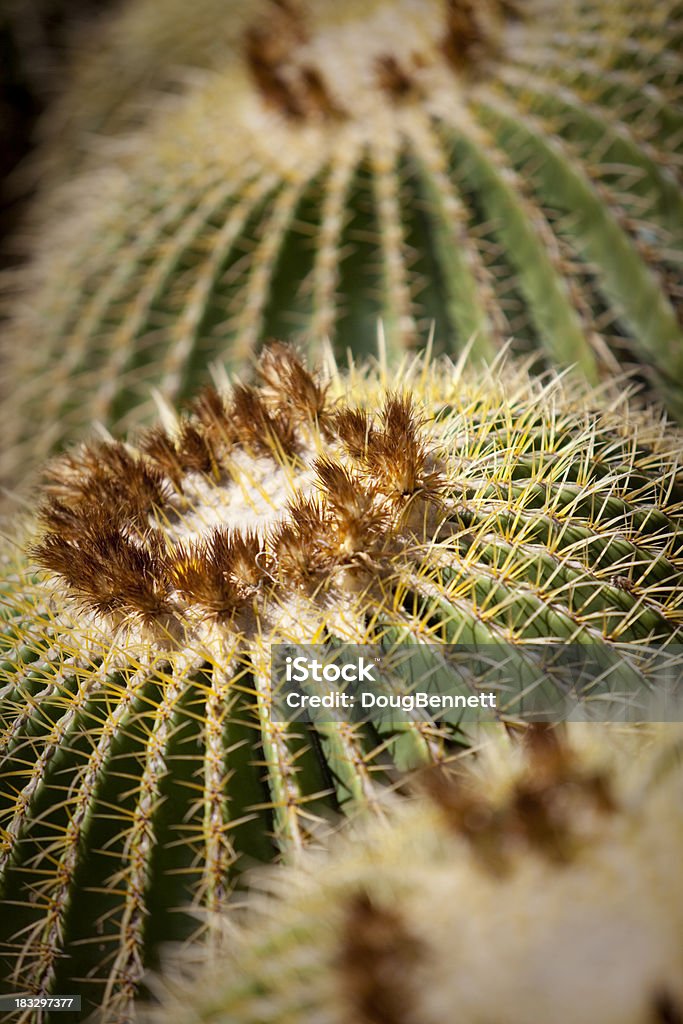 Золотой Кактус Барреля - Стоковые фото Golden Barrel Cactus роялти-фри