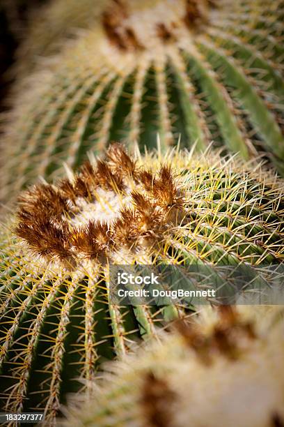 Золотой Кактус Барреля — стоковые фотографии и другие картинки Golden Barrel Cactus - Golden Barrel Cactus, Аризона - Юго-запад США, Без людей