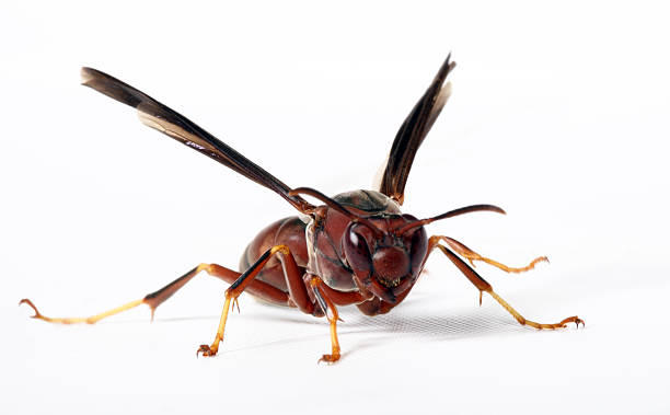 Wasp stock photo