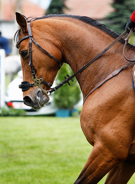 istock Bay show jumping horse portrait 183297464