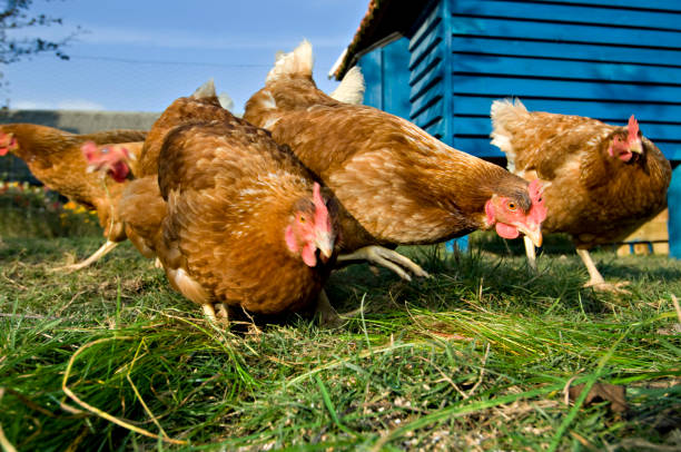 istock Group of Outdoor Raised Organic Chickens Feeding 183297832