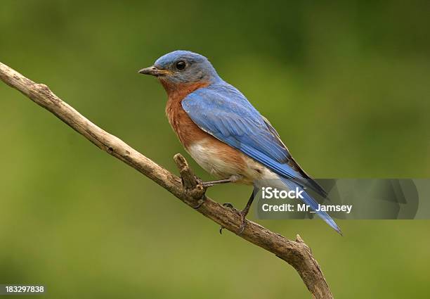 Bird Macho Azul Foto de stock y más banco de imágenes de Misuri - Misuri, Pájaro, Animal