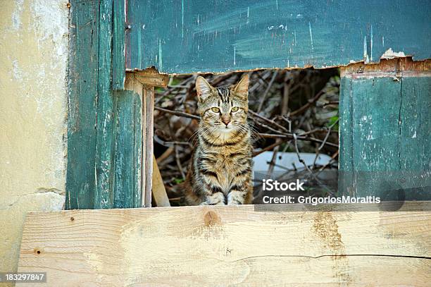 Oprawione Cat - zdjęcia stockowe i więcej obrazów Bez ludzi - Bez ludzi, Drewno - Tworzywo, Drzwi