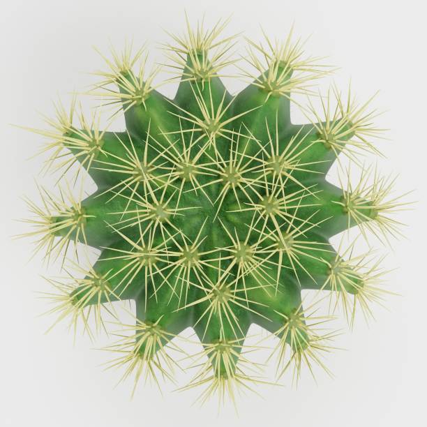 istock Realistic 3D Render of Golden Barrel Cactus 1832979981