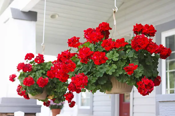 baskets of red geraniums hanging on the front porch
