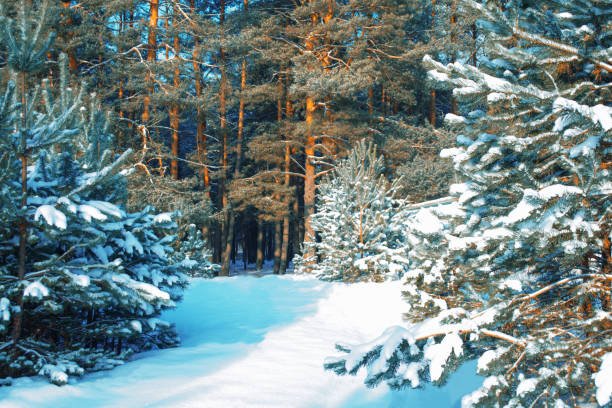 istock Landscape. Frozen winter forest with snow covered trees. 1832981042
