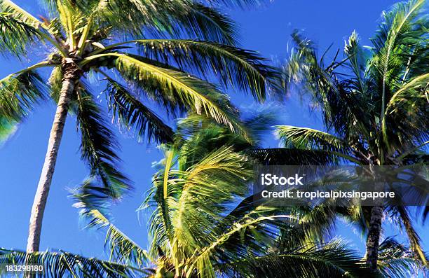 미국 하와이 도회적인 노스 쇼어 코코넛 팜스 0명에 대한 스톡 사진 및 기타 이미지 - 0명, 나무, 노스 쇼어-오아후