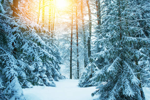 istock Landscape. Frozen winter forest with snow covered trees. 1832981975