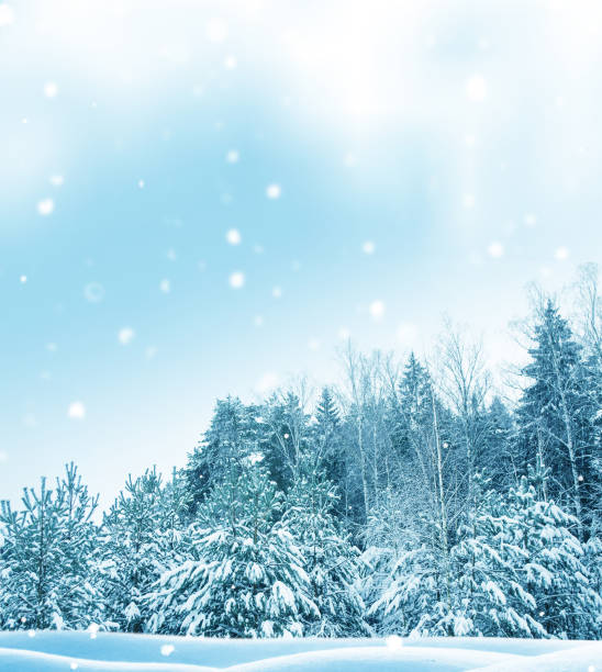 istock Landscape. Frozen winter forest with snow covered trees. 1832982136