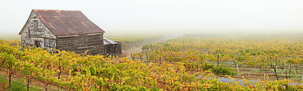 paisaje de viñedos panorámica - california napa valley vineyard farmhouse fotografías e imágenes de stock