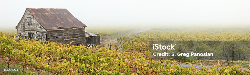 Vue panoramique sur le vignoble paysage - Photo de Brouillard libre de droits