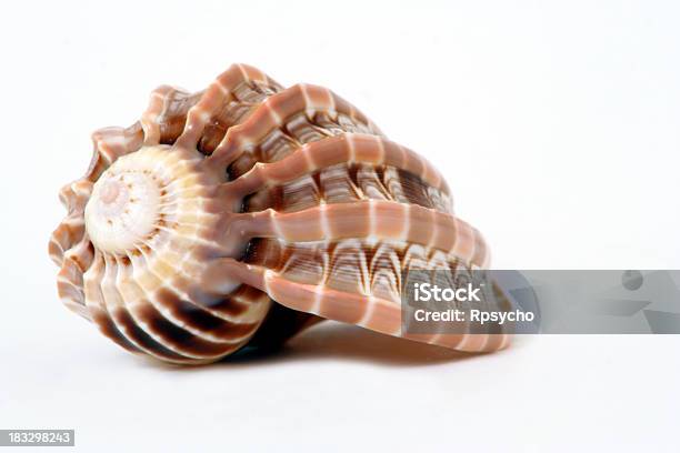 Concha - Fotografias de stock e mais imagens de Figura para recortar - Figura para recortar, Mar, Concha - Parte do corpo animal