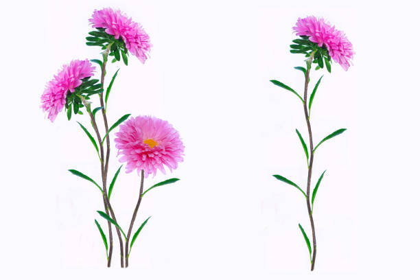 istock Colorful bright flower aster isolated on white background. 1832982663