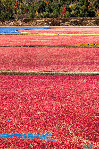 istock Fall Harvest in Wisconsin Cranberry Bog Field Vt 183298434