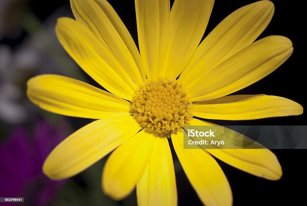 Giallo Margherita, indoor scatto - Foto stock royalty-free di Ambientazione interna