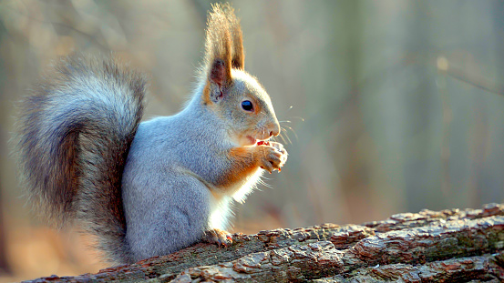 Close-up of a fluffy Eurasian squirrel eating a nut in the autumn forest. A squirrel with beautiful fur, long fluffy ears and a tail holds a nut in its paws and gnaws on it. Animal in natural habitat