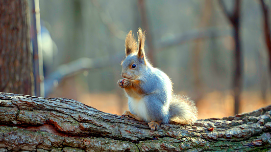 Close-up of a beautiful funny squirrel eating food in the forest. A Eurasian squirrel gnaws a nut while sitting on the bark of a tree, holding it in its paws with claws. Wild animal in natural habitat