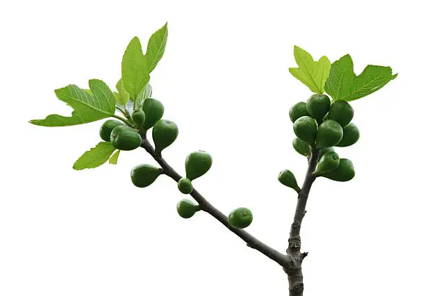 Photo of Fig isolated on white in Rome, Italy