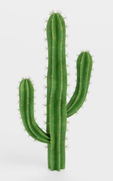 istock Realistic 3D Render of Saguaro Cactus 1832986014
