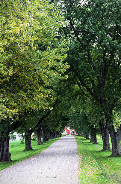 Long Treelined Driveway Long driveway lined by tall maple treesClick on the banner below for similar images: tree lined driveway stock pictures, royalty-free photos & images